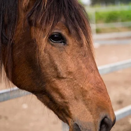 Il Contadino Farm stay *