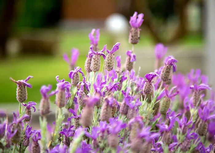 Il Contadino * 오트란토