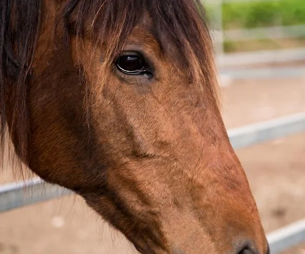 Il Contadino 팜스테이 *